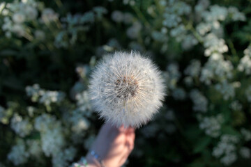 Dandelion in hand in the sun, warm summer evening, meadow herbs