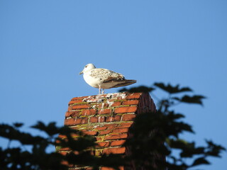seagull on the roof