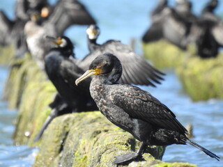 black cormorants on the pier