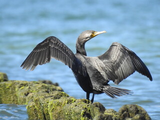 black cormorant on the pier