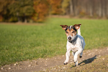 Little cute Jack Russell Terrier runs joyfully over a road beside the meadow in the autumn season