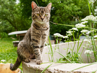 Portrait of slim young tubby cat. Rural country side background. Pet living on a farm or ranch. Selective focus.