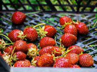 Freshly collected organic strawberry in a plastic tray. Home grown product of high quality with great taste. Berry with different size and form. Excellent desert.