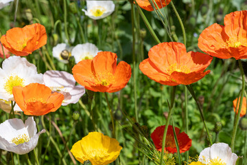 Icelandic poppies (papaver nudicaule) in bloom