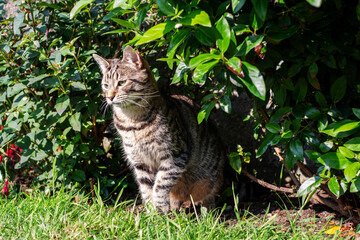 Naklejka na ściany i meble Cute tubby cat in a green bush on a warm sunny day. House animal in a garden. Natural instinct concept.