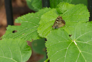 Speckled Wood Butterfly (Pararge aegeria) sitting on a green leaf in Zurich, Switzerland