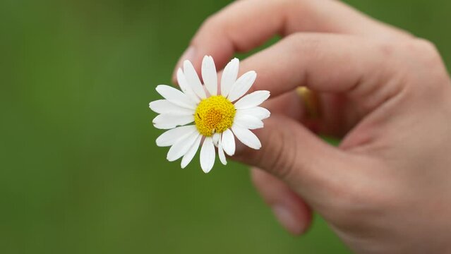 bloom, daisy in hand 4k