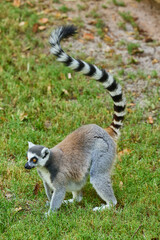 Ring-tailed lemur walks on the grass © Anna Baranova