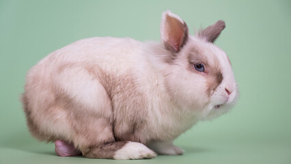 Portrait of a gray and white fox dwarf rabbit with large testicles.