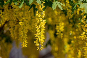 Selective focus of blossoms Laburnum anagyroides (Golden chain or Golden rain) is a species in the subfamily Faboideae, Yellow flowers swag down on the tree with green leaves, Nature floral background - obrazy, fototapety, plakaty