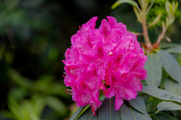Selective focus a shrub of purple pink flowers in the garden with green leaves, Rhododendron is a very large genus of species of woody plants in the heath family, Nature floral pattern background.