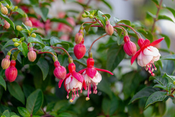 Selective focus of Fuchsia magellanica, Red white flower in the garden, Hummingbird or hardy fuchsia is a species of flowering plant in the family Evening Primrose family, Nature floral background.