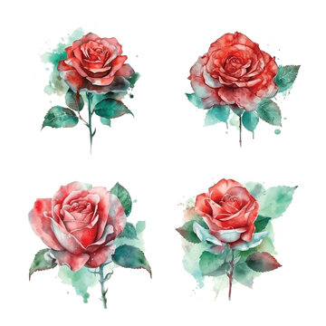 Red Rose watercolor paint collection
