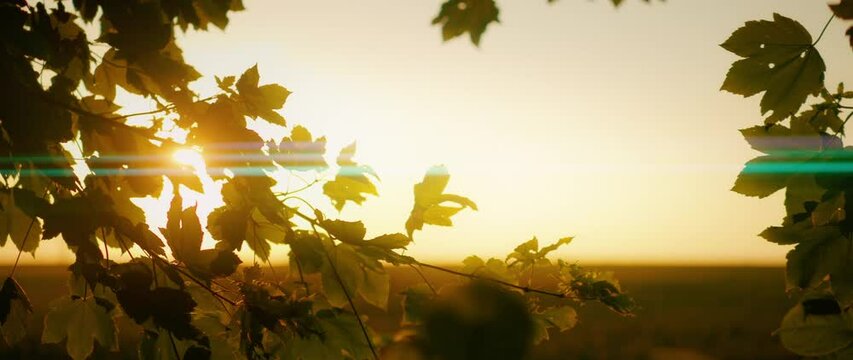 Warm sunset light shines through the foliage of tree in summer forest.