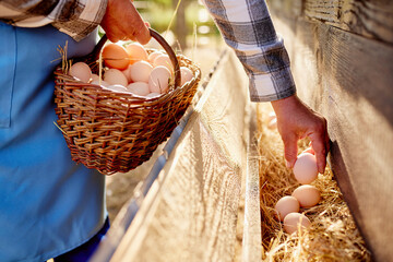 farmer collects eggs at eco poultry farm, free range chicken farm