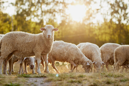 a herd of sheep walks freely on a farm on a sunny day, eco farm concept