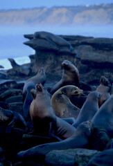 Obraz premium Sea Lions in La Jolla