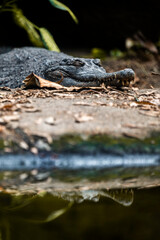 crocodile in the water