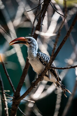 African red-billed hornbill