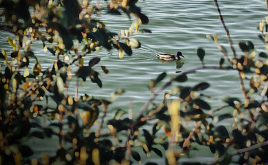 Obraz na płótnie Canvas ducks in the pond, Hobdarribia, Bidasoa, Pais Vasco, Spain