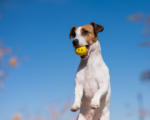 Dog Jack Russell Terrier holding a yellow ball in his mouth with a face on a background of blue sky. 