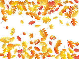 Oak, maple, wild ash rowan leaves vector, autumn foliage on white background.
