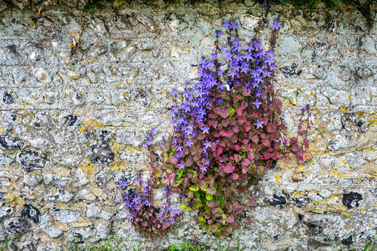 Campanula poscharskyana or trailing bellflowers growing on a stone wall