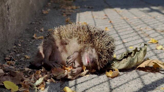 dead hedgehog, hedgehog has flies and ants on it