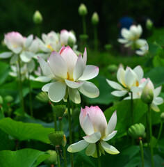 A lotus garden with multiple blooms stands out