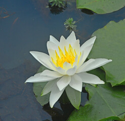 Closeup view of a water lily 