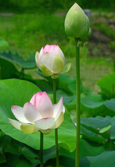Lotus blossoms seen in a closeup view