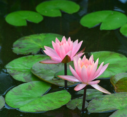 Water lilies come in varied colors. In this view pink water lilies are in bloom.