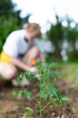 Fototapeta premium A full grown plant with a woman at the back plating in her backyard garden. 