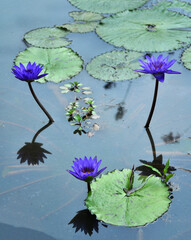 A threesome of blue water lilies
