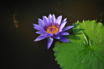 A blue water lily blooms alongside it's floating leaf
