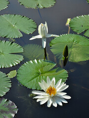 White water lilies in a reserved pond