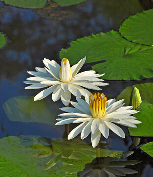 White water lilies are seen in this photo with a bud