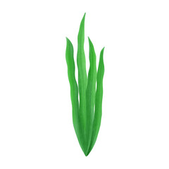 Obraz premium green coral