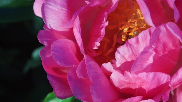 A honey bee hunts for nectar in a purple peony flower. The purple peony flower is pollinated by the honey bee inside.