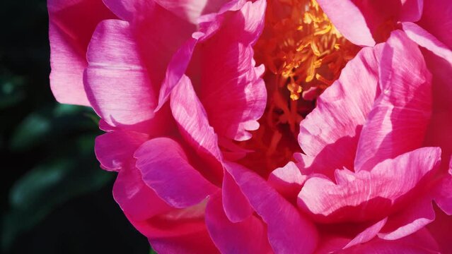 A honey bee hunts for nectar in a purple peony flower. The purple peony flower is pollinated by the honey bee inside.