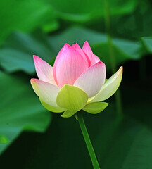 A lotus flower viewed close up