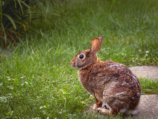 A cute wild, brown rabbit on the backyard grass, wild rabbit