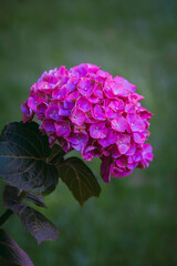 pink hydrangea flower isolated on natural green blurred background