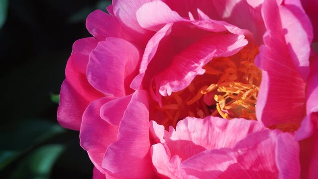 A honey bee hunts for nectar in a purple peony flower. The purple peony flower is pollinated by the honey bee inside.