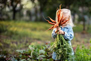 Little kid blond girl holding a fresh harvested orange ripe carrots in his hands in domestic garden - obrazy, fototapety, plakaty
