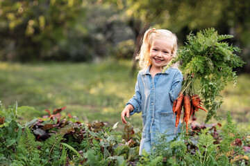 Adorable toddler smiling blond girl holding carrots in domestic garden. Healthy organic vegetables...