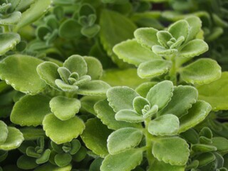 ハーブ　アロマティカス