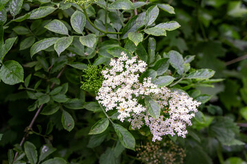 Elderflower or Sambucus flowers in spring, close-up