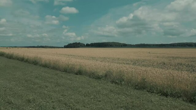 Pan backwards over golden wheat and grass with dark green forest in the background with blue sky and simpson clouds