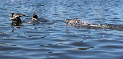 An expected conflict between the geese.